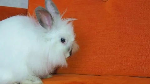 White decorative rabbit washes. Stock Footage