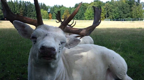 White deer Stock Footage 32720339