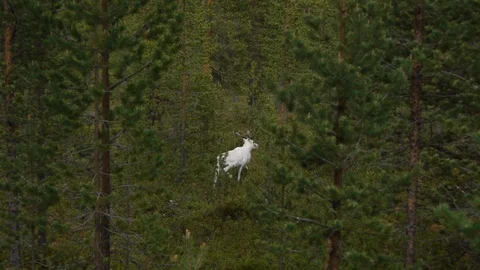 White Deer in Forest Video stock 105910469