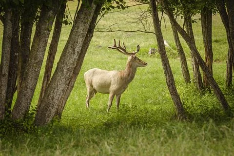 White Deer in the Forest Stock Photos