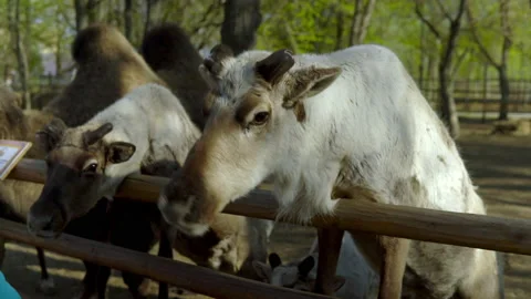 The white deer got up on its hind legs and stood on the railing of the corral in Video stock 153874671