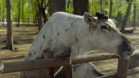 The white deer got up on its hind legs and stood on the railing of the corral in Video stock 153874733