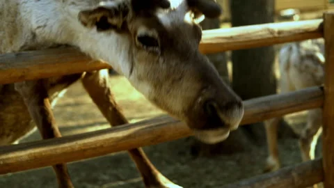 The white deer got up on its hind legs and stood on the railing of the corral in Stock Footage 153875235