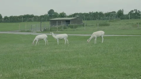White deer grazing a field Stock Footage 112967889