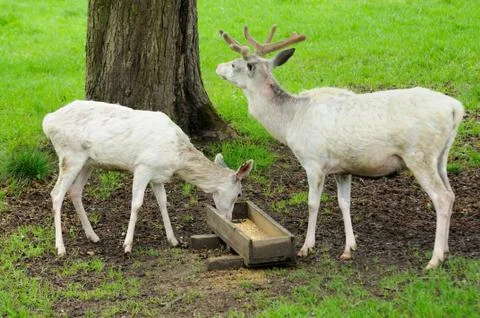 White deer 写真素材