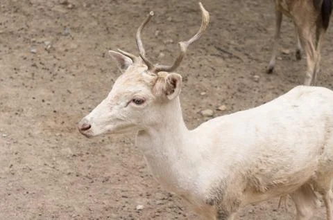 White deer Stock Photos
