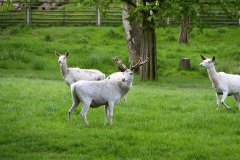 White deer Stock Photos