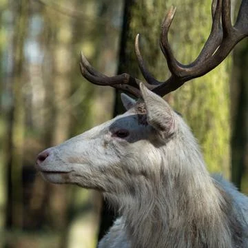 White deer Stock Photos