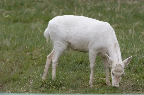 White deer Stock Photos