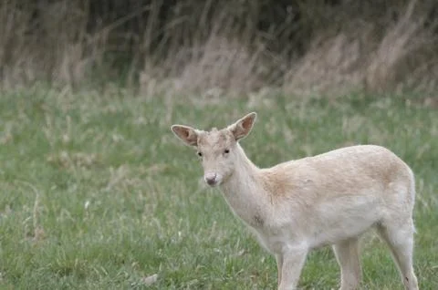 White deer Stock Photos