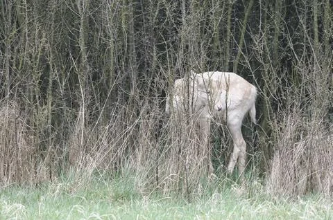White deer Stock Photos