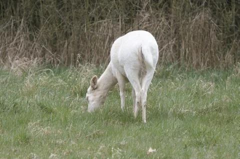 White deer Stock Photos