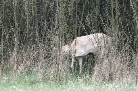 White deer Stock Photos