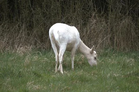 White deer Stock Photos