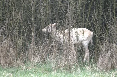 White deer Stock Photos