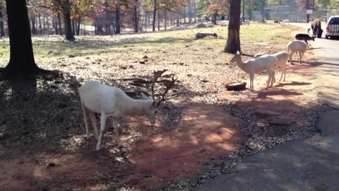 White Deer on side of road sunny day Stock Footage 74504416