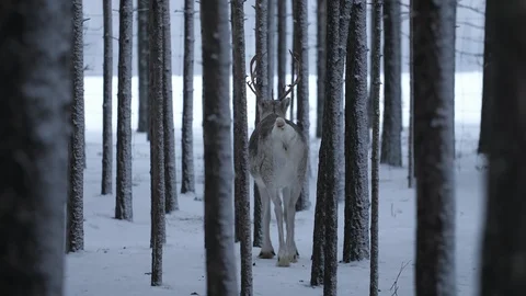 White deer standing and looking at passing cars from a pine forest in Finland Stock-Footage 122729339