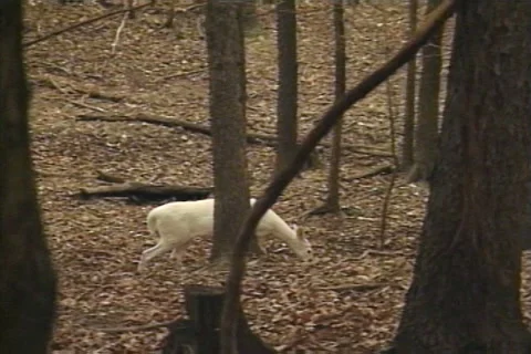 White Deer Walks in the Forest Stock Footage 41834894