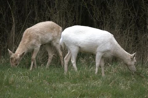 White deers Stock Photos
