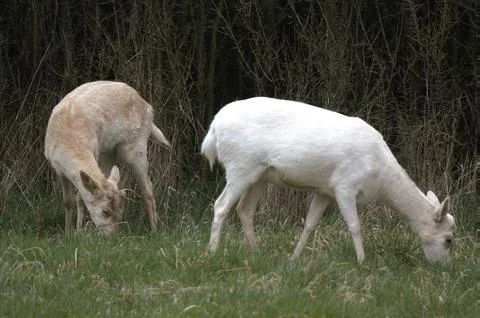 White deers Stock Photos