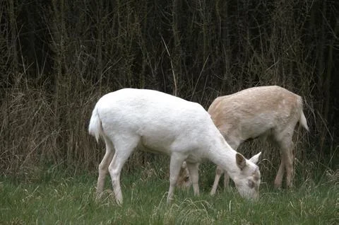White deers Stock Photos