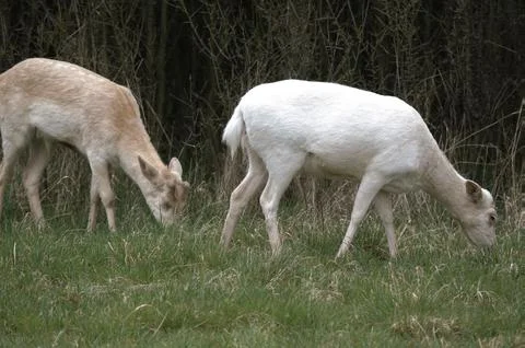 White deers Stock Photos