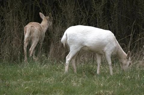 White deers Stock Photos