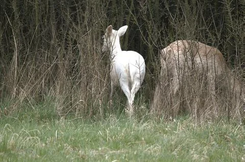 White deers Stock Photos