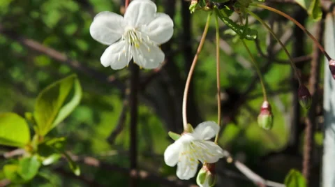 White Delicate Blossoms In The Wind On A Beautiful Spring Day Stock-Footage 57802937