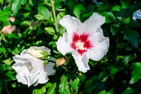 White delicate flower of Cornus kousa tree, commonly known as ousa, kousa Stock Photos