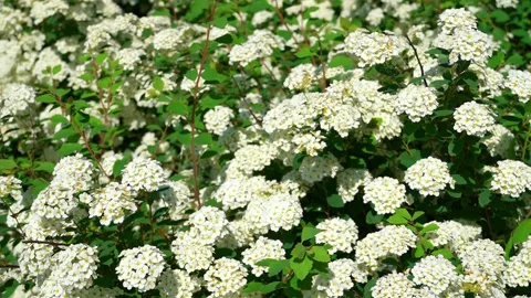White delicate flowers. Stock Footage 160006859