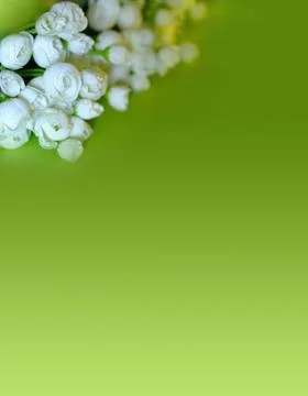 White delicate flowers on a green gradient background. Vertical photo. Spring Stock Photos