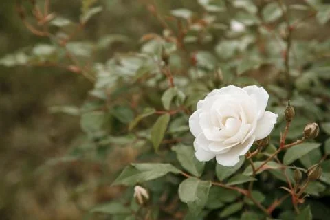 White delicate rose closeup. selective focus with shallow depth of field Stock Photos