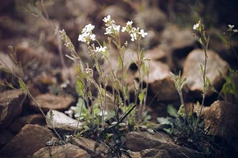 White delicate small flowers on long stems grow among the huge stones on the  Foto stock