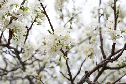 White delicate spring flowers on a large tree Stock Photos