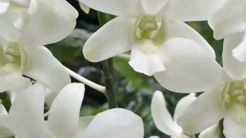 White Dendrobium Orchid Flowers Close Up 4K Stock Footage 343764060