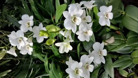 White Dendrobium Orchid Flowers Macro 4K Elegant Vídeos de archivo 344028644