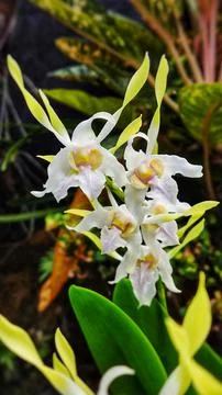 White dendrobium orchid from the front view  Stock Photos