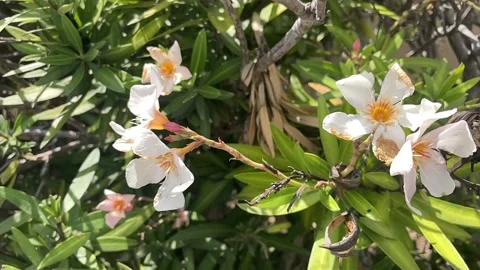 White desert bush flower Video stock 209159397