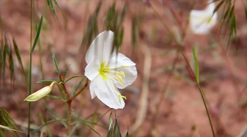 White Desert Flower Stock Footage 38900836