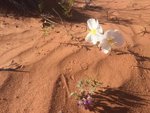 White Desert Flower in Sand with Small Animal Tracks Stock Photos
