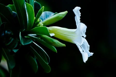 White Desert Rose Stock Photos