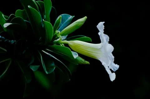 White Desert Rose Stock-Fotos