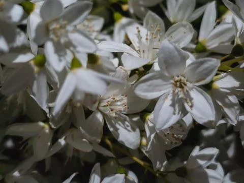 White DEUTZIA blossoms close-up, dramatic floral texture with spring bloom Stock Photos