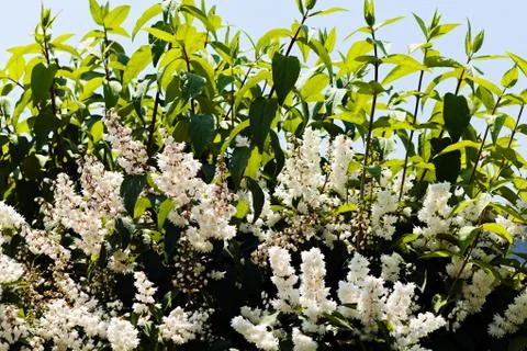 White  deutzia Stock Photos