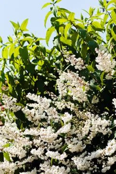 White  deutzia Stock Photos