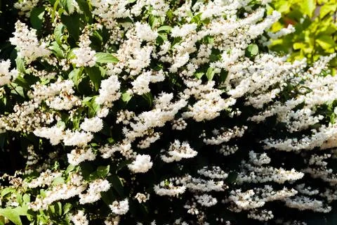 White  deutzia Stock Photos