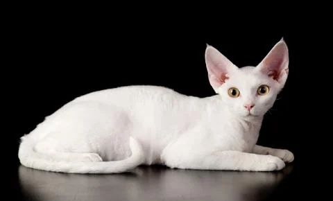 White devon rex cat. isolated on dark background Stock Photos