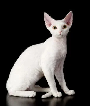 White devon rex cat. isolated on dark background Stock Photos