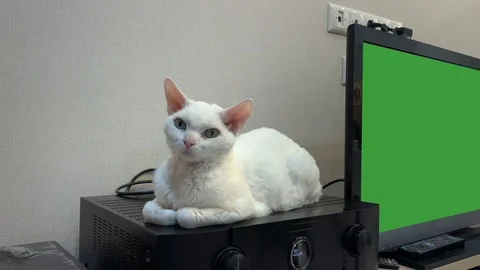 White Devon Rex cat lies next to a TV with a chrome key and looking around Stock Footage 123406089